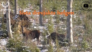 Sista drevjakts helgen | Östgöta vilt | Driven hunt |