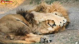 Лола перед родами спела со львами. Вечерний хор Тайгана. Lioness Lola sang before giving birth.