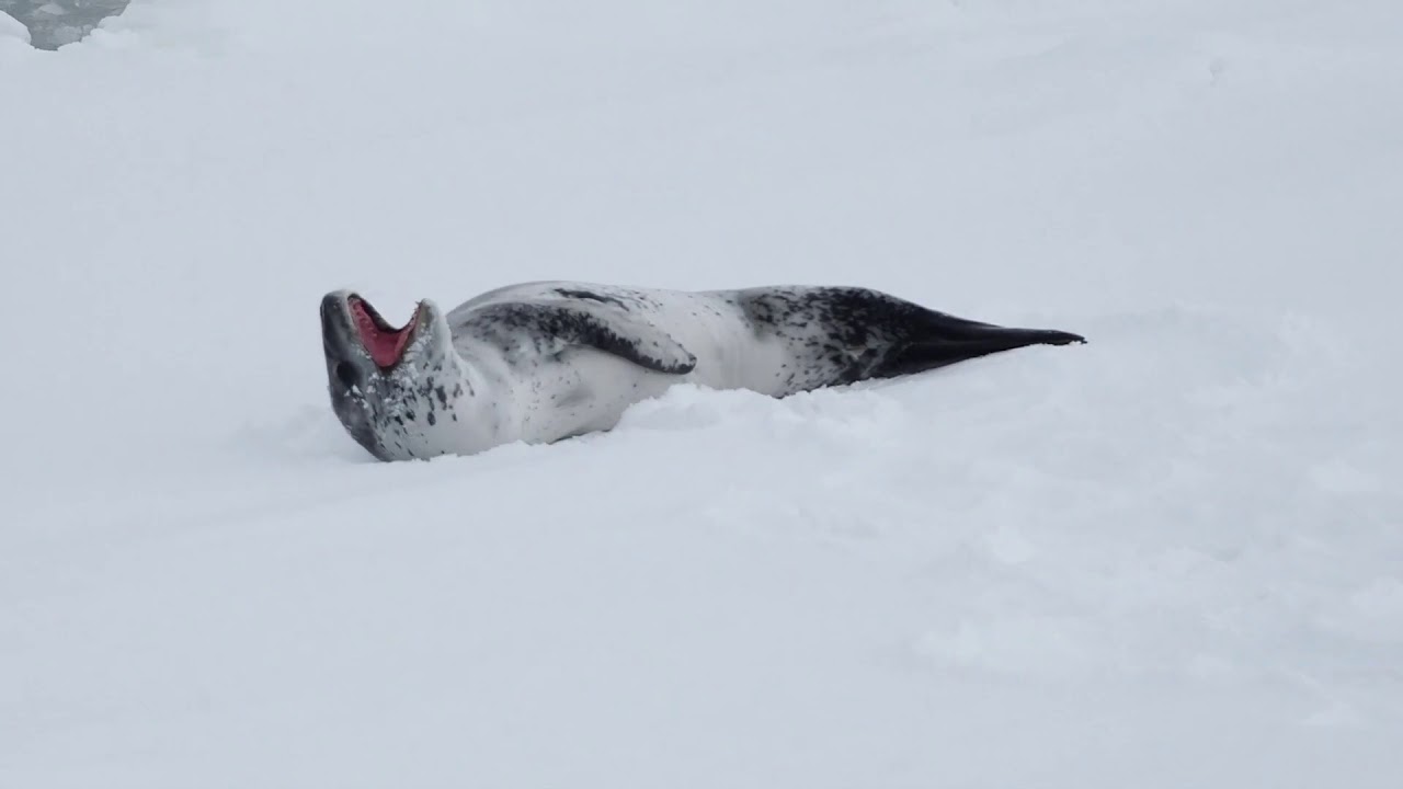 Ross Sea and Balleny Islands by Lisle Gwynn