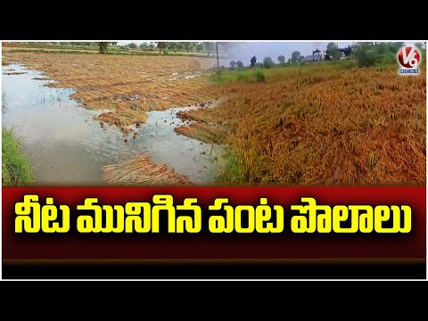 Heavy Rain Damage Crops In Komaram Bheem | V6 News - V6NEWSTELUGU