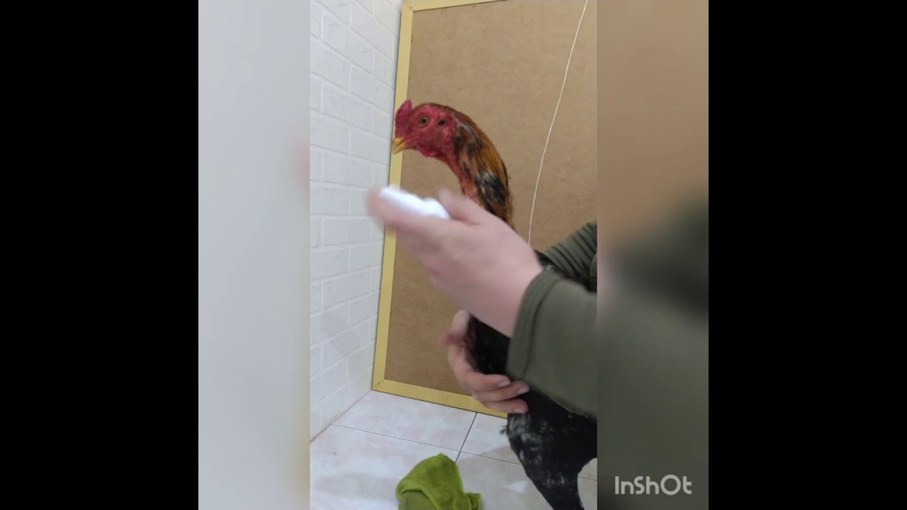 лечение кожного заболевания у петуха