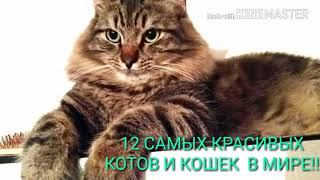 12 САМЫХ КРАСИВЫХ КОТОВ В МИРЕ!!! 12 САМЫХ КРАСИВЫХ КОТОВ В МИРЕ!!!