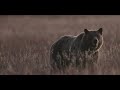 Grizzly Bear 399 & 4 Cubs Cross Elk Ranch Flats-Wildlife Photography-Jackson Hole/Grand Teton Park