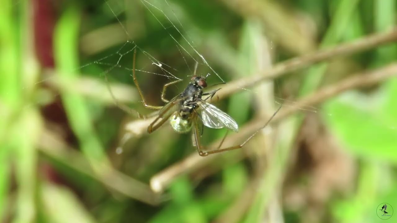 Araña de mandíbulas largas (Tetragnatha cf. extensa)📍 Ría de San Martín, Suances (Cantabria)