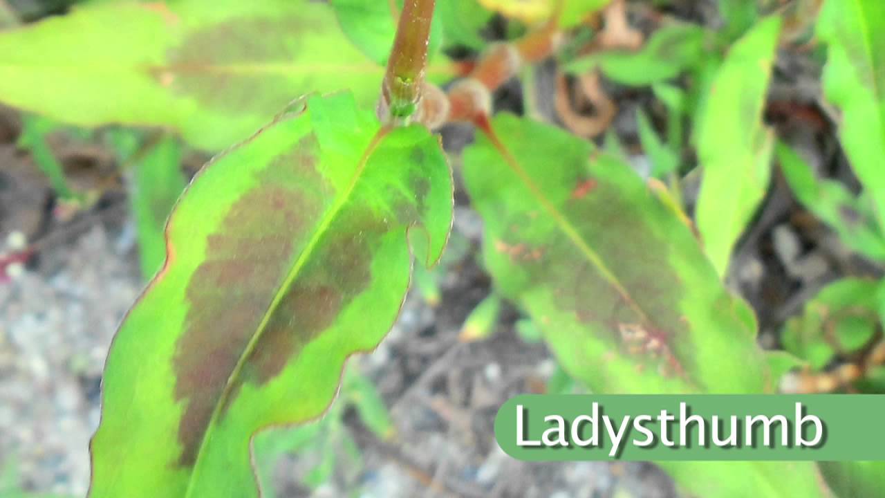 Weed Of The Week 792 Pennsylvania Smartweed Air Date 6 9 13 Youtube