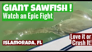 Rare Giant Sawfish Caught in Florida!  #sawfish #giantsawfish #fishing