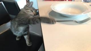 Cat fighting with a fork - Funny