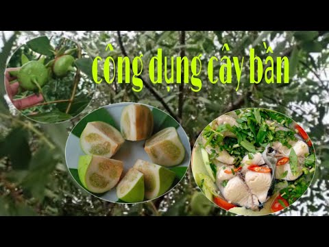 Video: Vỏ cây bần có mọc lại không?