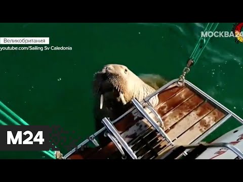 Морж-дебошир! Британские рыбаки нашли способ усмирить Уолли - Москва 24