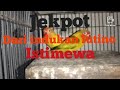 panen Lovebird dari indukan lutino manik merah
