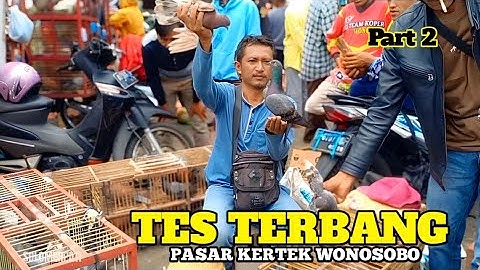 BERBURU MERPATI DI PASAR KERTEK WONOSOBO PART 2