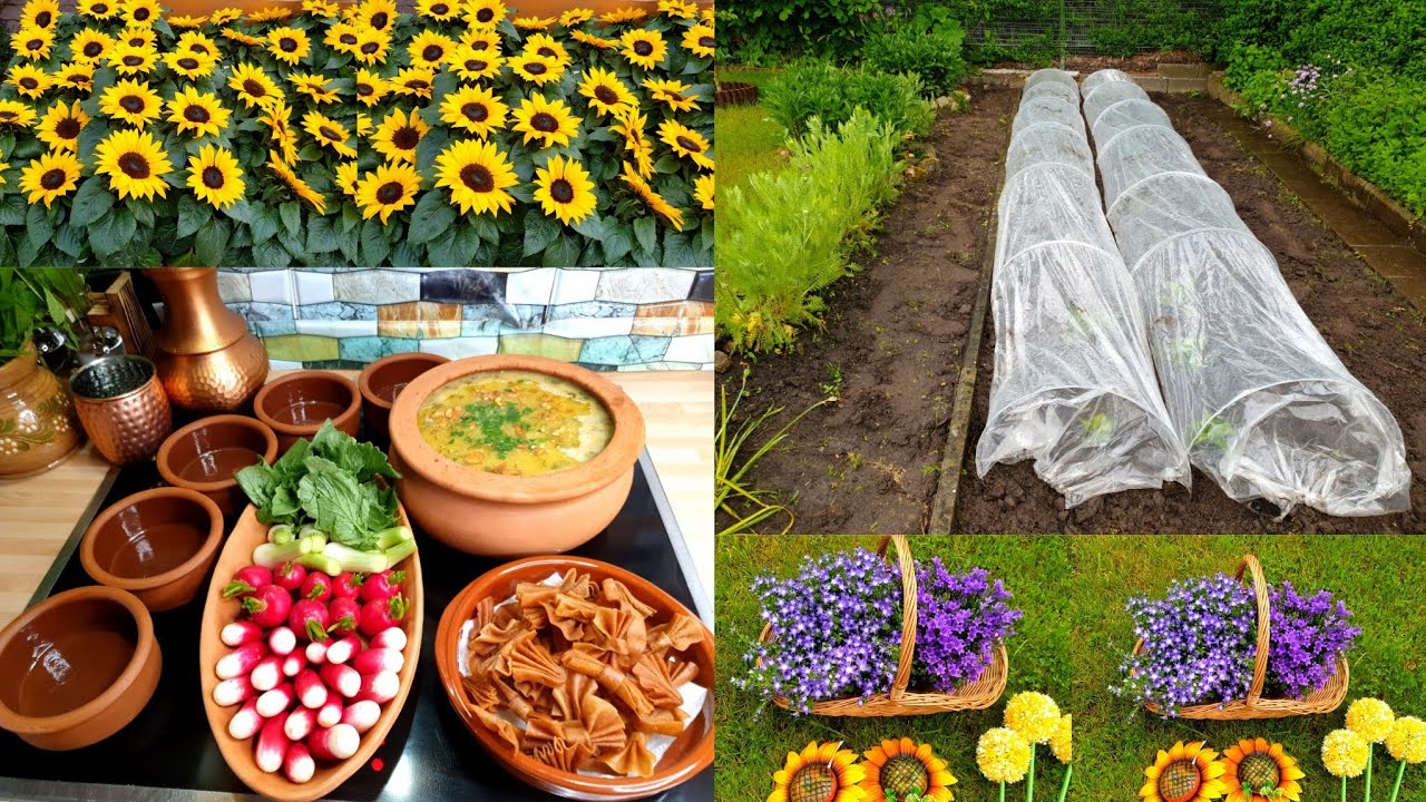 ديكورات وأفكار جديدة للحديقة،أفضل أنواع الزرايع المعمرة،زراعة الخضروات، وطبخت اليوم فرضت حالا😍