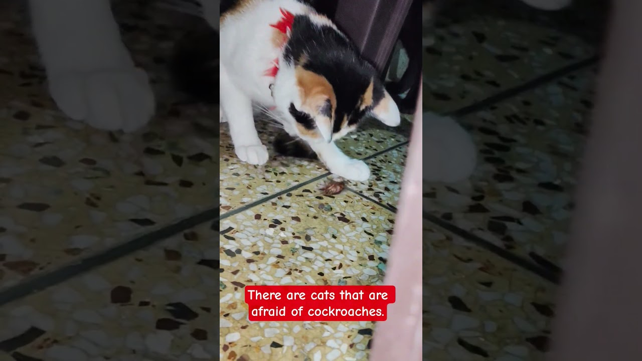 My cats are very scared of a small cockroach😱😳