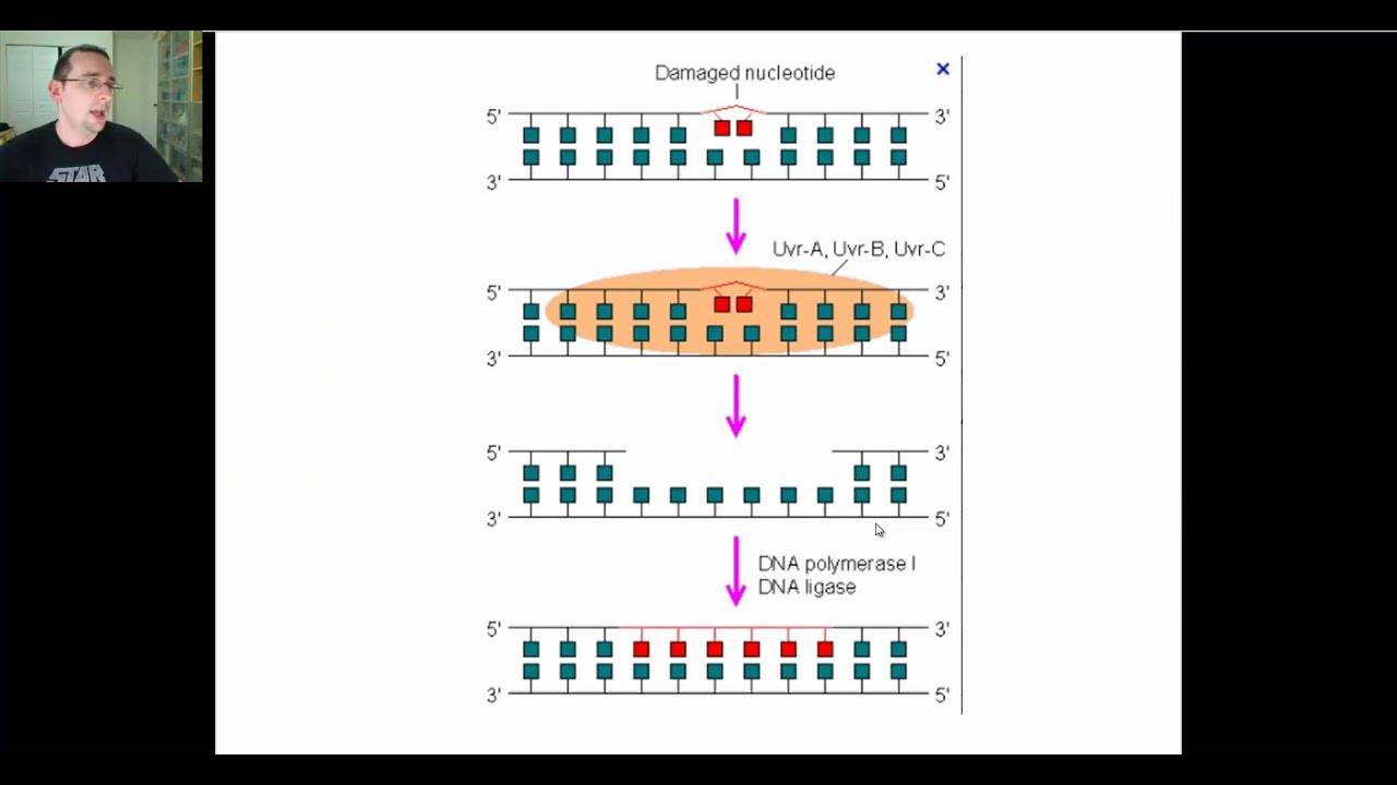 DNA Replication (Part 2)