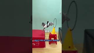 Everyone Thought Leo Would Give Up… 🐶🔥 #FunnyDogs #DogChallenge #CutePets #Shorts