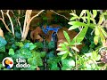 Scared Foster Dog Hid In The Bushes On Walks | The Dodo Foster Diaries