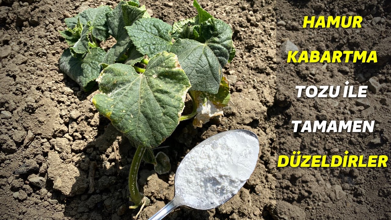 salatalık yapraklarını hamur kabarta tozu ile iyileştirdik %100