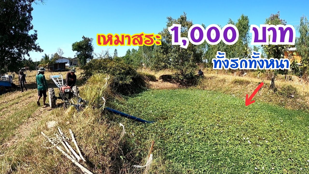 เหมาสระ 1,000 บาท ทั้งรกทั้งหนาสระใหญ่จัดเต็ม ยักษ์ใหญ่ล้วนๆ - หนุ่มอ้น