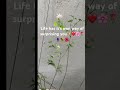 Jasmine season #trending #love #viral #nature #vacation #motivation #trending