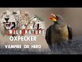 Oxpecker – Hero or Villain? | WILD NATURE