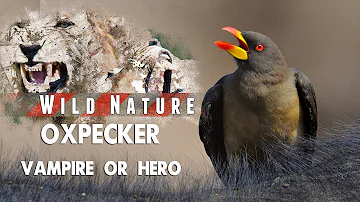 Oxpecker – Hero or Villain? | WILD NATURE