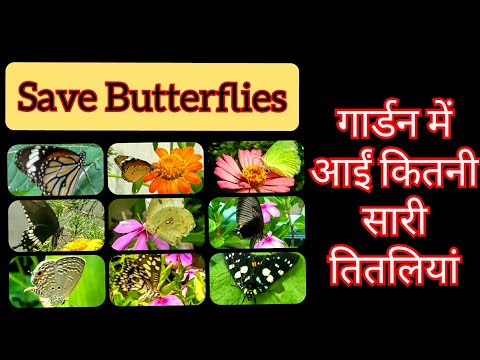 वीडियो: मोनार्क तितलियों को कौन से फूल पसंद हैं?