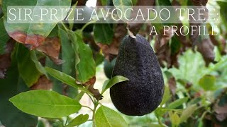 Sir-Prize avocado tree: a profile