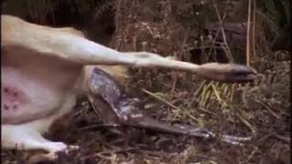 Naissance Dun Faon En Forêt