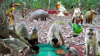 animais e as aves vídeos no serrado e perto do quintal muitas espécie 18 de maio 2024