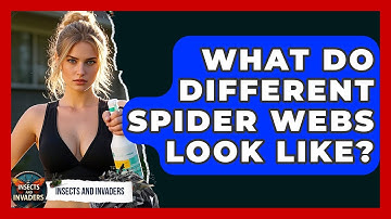 What Do Different Spider Webs Look Like? - Insects and Invaders