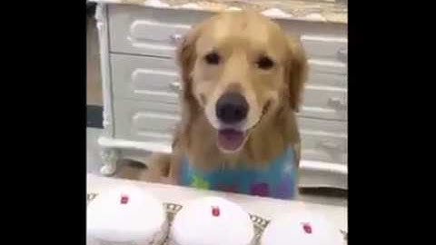 Triste breve storia di un cane intelligente