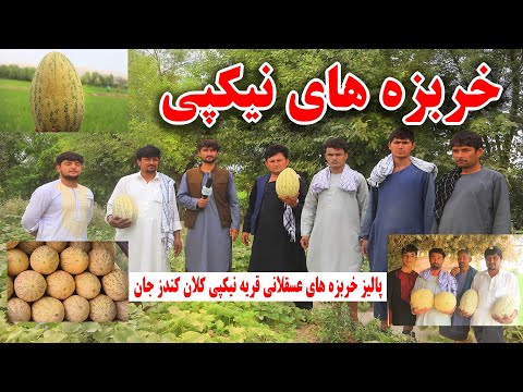 خربوزه سبز مغز واله پچاق نیک پی کلان به بازار رسید