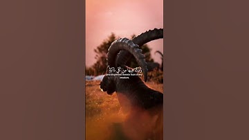 خَلَقَ ٱلسَّمَـٰوَٰتِ بِغَيْرِ عَمَدٍۢ تَرَوْنَهَا | ياسر الدوسري | ما تيسر من سورة لقمان