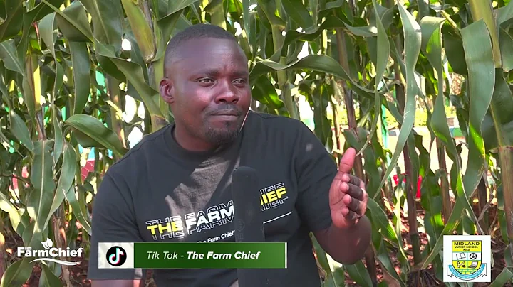 STEPS TAKEN ON HOW TO GROW HIGH YIELDING MAIZE.