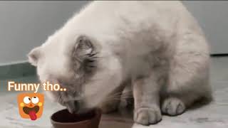 Cats ASMR  Wet Cat food
