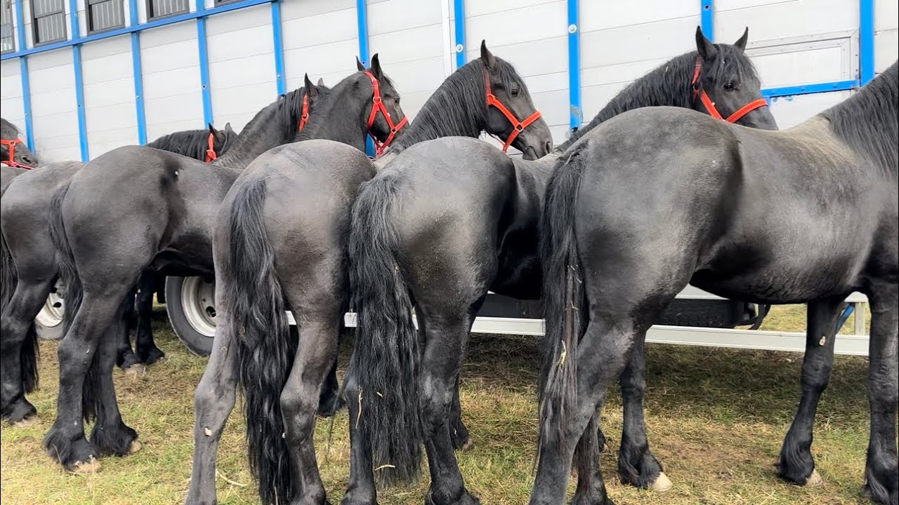 Ionuț de la Săcădat a venit cu tirul la Show-ul Ecvestru organizat de Ghenosu – Viișoara, Târgoviște