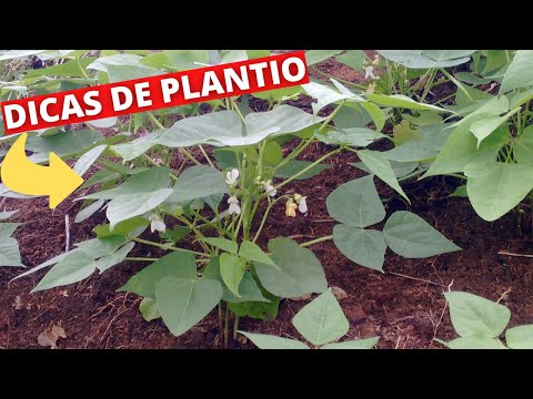 Vídeo: Razões para feijão com flores, mas sem vagens