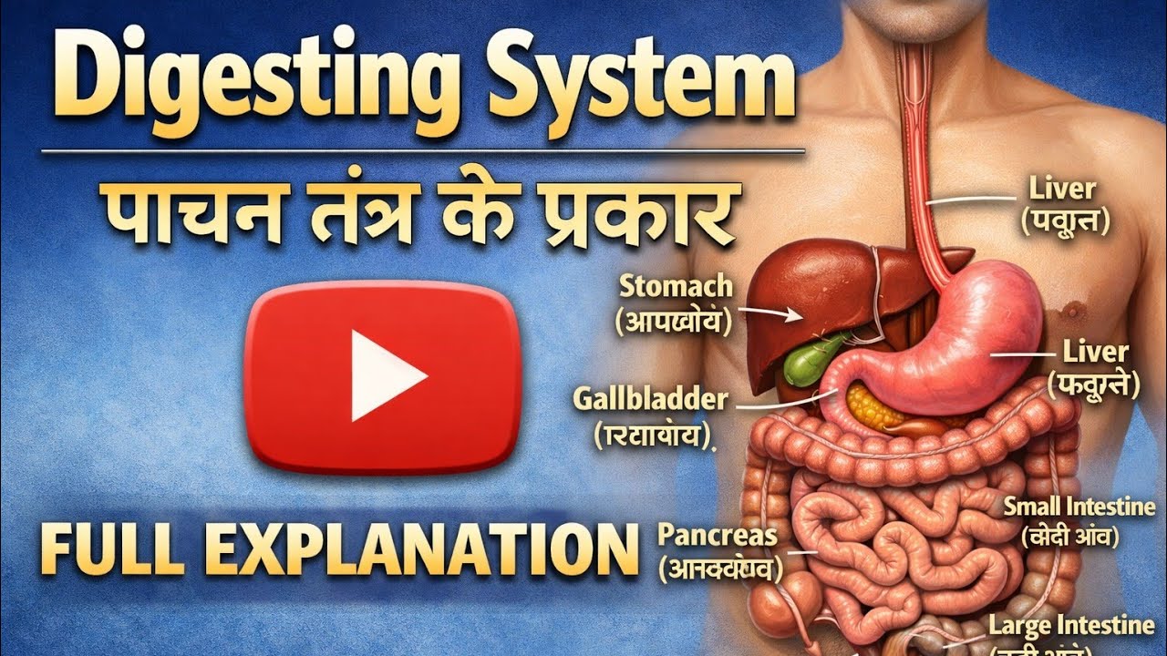 DigestiveSystem