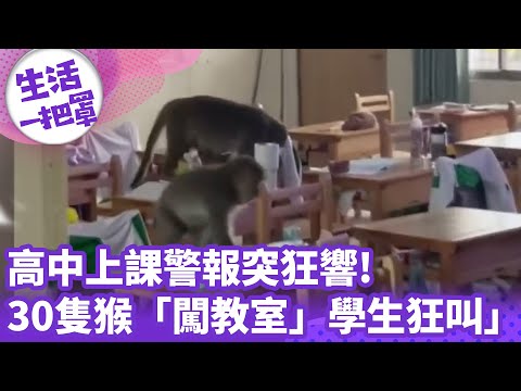 《生活一把罩》 高中上課警報突狂響! 30隻猴「飛盪闖教室」學生狂叫！