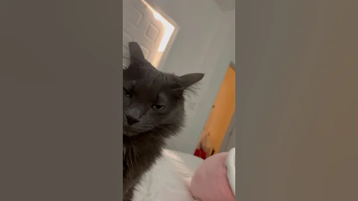 Watch the video about Mister grey #cat #catsoftiktok #pet #petsoftiktok #fyp #nebelung #cute #kawaii #neko #earthday