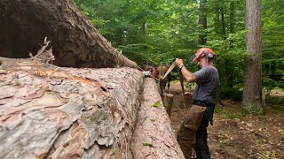 Come JOIN ME for an Afternoon of Logging with the Horses!! #960