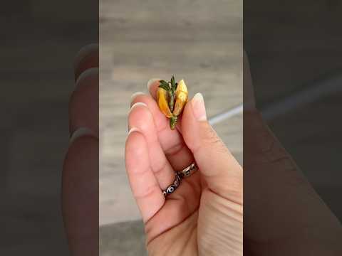 so peanuts really grow underground? fine I’ll grow them