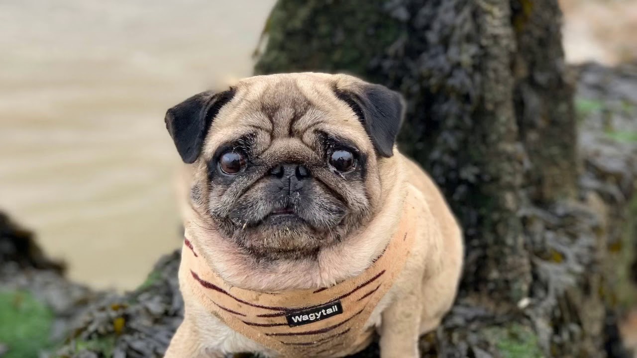 Pugs swimming in the sea - YouTube