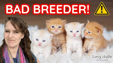10 Cat Breeder Red Flags You Need to Know 🚨