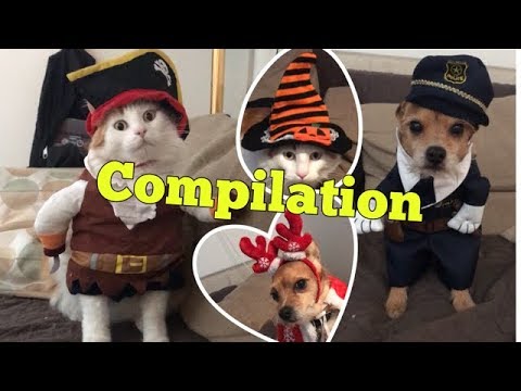 Vidéo: Costumes pour animaux