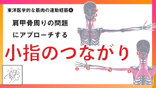 【肩甲骨周りの問題（首こり・肩こり）を整える】小指のつながりを紐解く｜手太陽経筋