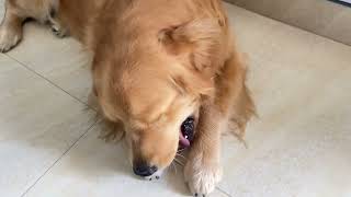 Smiley Ko Toy Nhi Bottle Chaiye Khelne Ke Liye | Golden Retriver