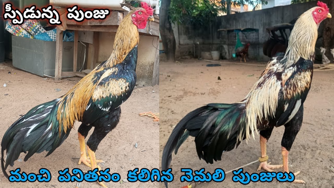 మంచి క్వాలిటీ పనితనం గల 2 పుంజులు||8074334157||Kaki Nemali Punjulu||