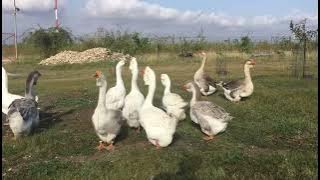 30.08.2021. Holmogory geese in Olympus farm today.