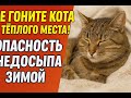 Не гоните кота с тёплого места! Опасность недосыпа зимой